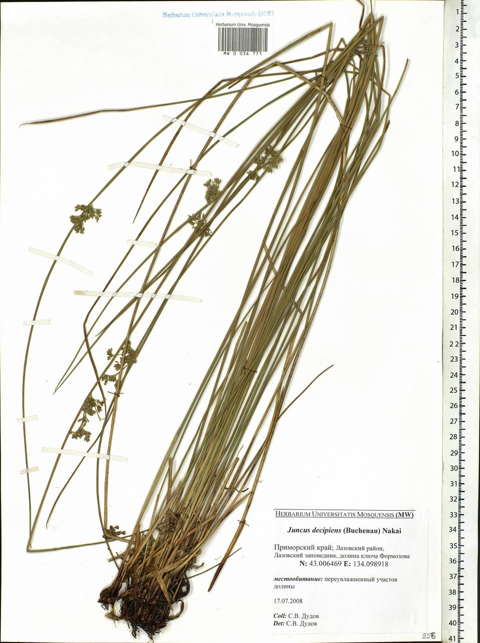 Juncus decipiens (Buchenau) Nakai, Siberia, Russian Far East (S6) (Russia)