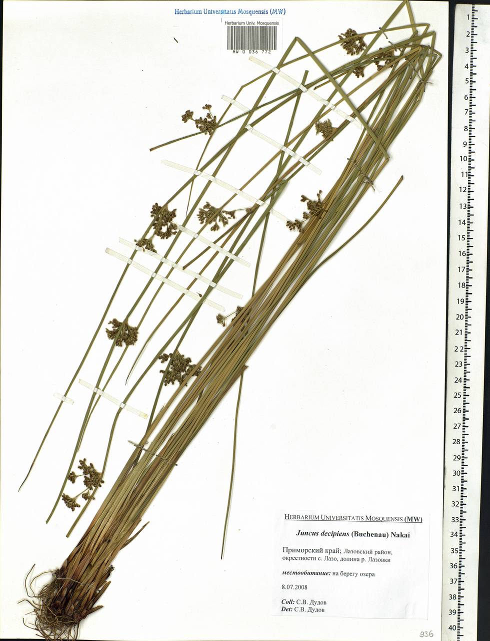 Juncus decipiens (Buchenau) Nakai, Siberia, Russian Far East (S6) (Russia)