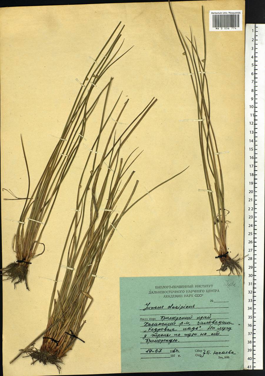 Juncus decipiens (Buchenau) Nakai, Siberia, Russian Far East (S6) (Russia)