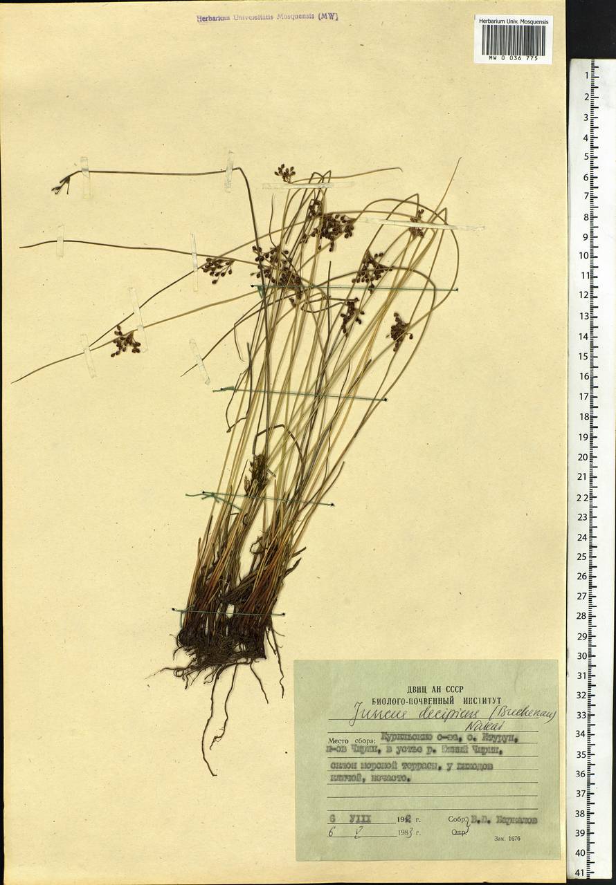 Juncus decipiens (Buchenau) Nakai, Siberia, Russian Far East (S6) (Russia)