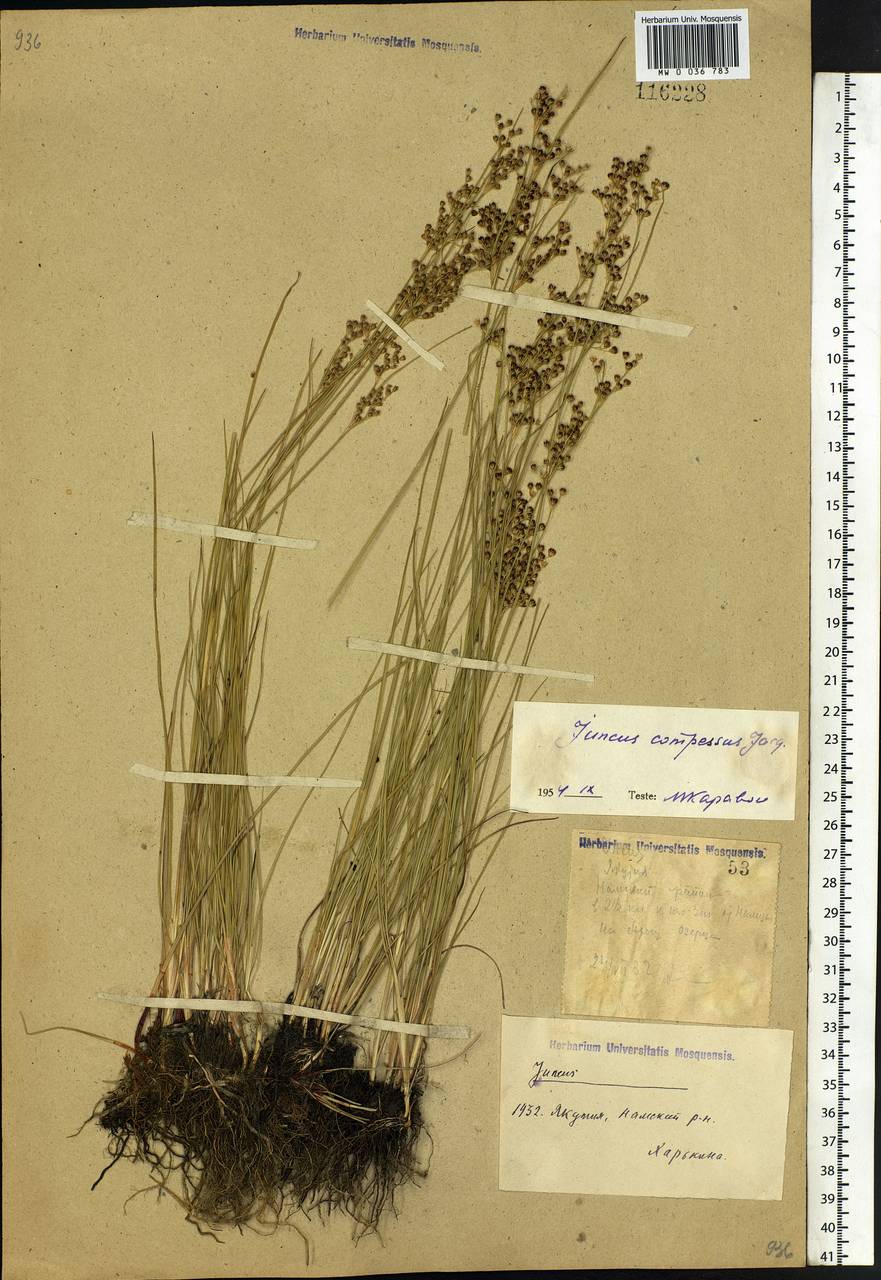 Juncus compressus Jacq., Siberia, Yakutia (S5) (Russia)