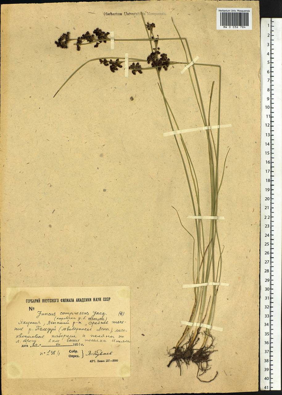 Juncus compressus Jacq., Siberia, Yakutia (S5) (Russia)