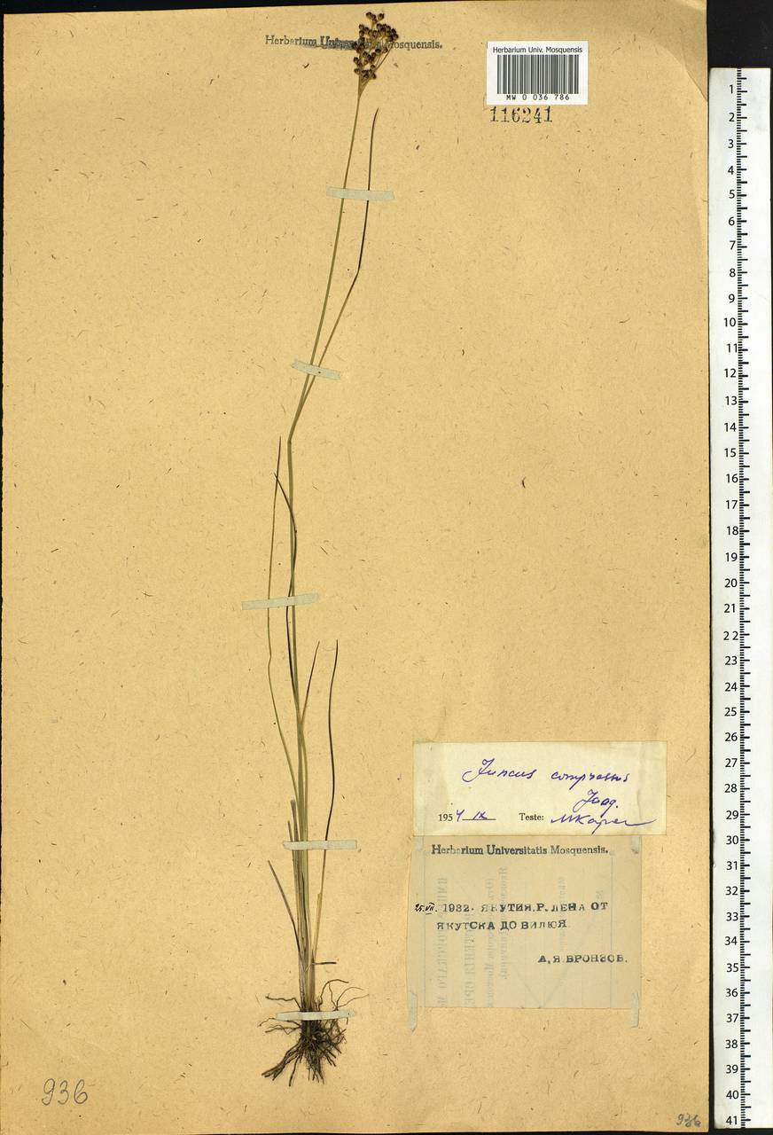 Juncus compressus Jacq., Siberia, Yakutia (S5) (Russia)