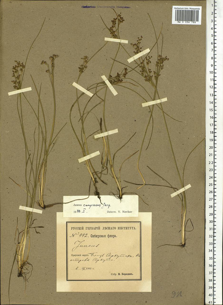 Juncus compressus Jacq., Siberia, Baikal & Transbaikal region (S4) (Russia)