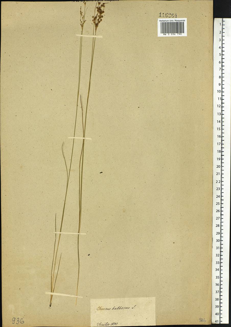 Juncus compressus Jacq., Siberia, Baikal & Transbaikal region (S4) (Russia)