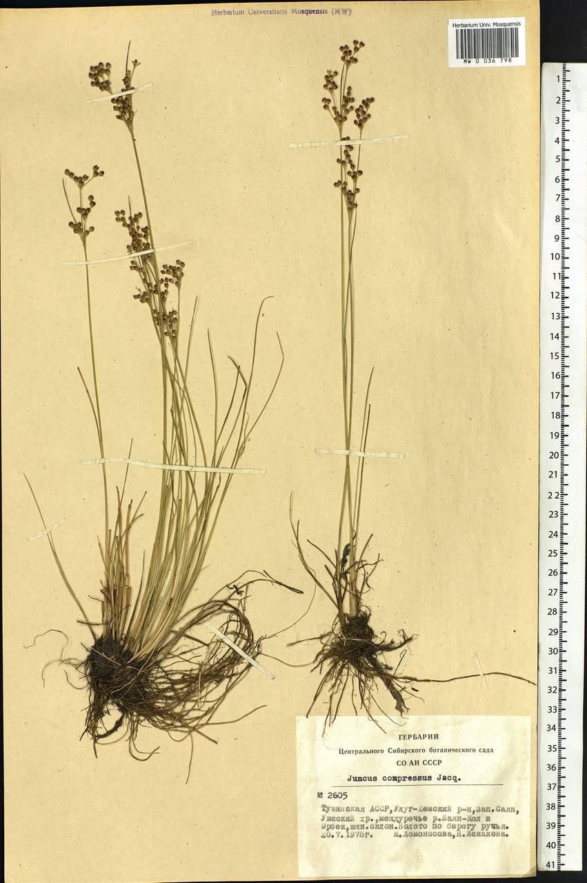 Juncus compressus Jacq., Siberia, Altai & Sayany Mountains (S2) (Russia)