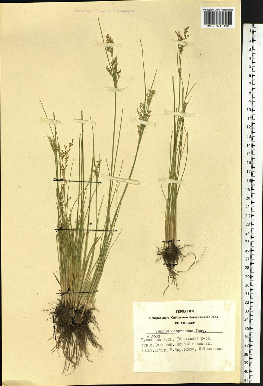 Juncus compressus Jacq., Siberia, Altai & Sayany Mountains (S2) (Russia)