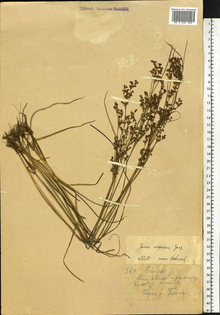 Juncus compressus Jacq., Siberia, Altai & Sayany Mountains (S2) (Russia)