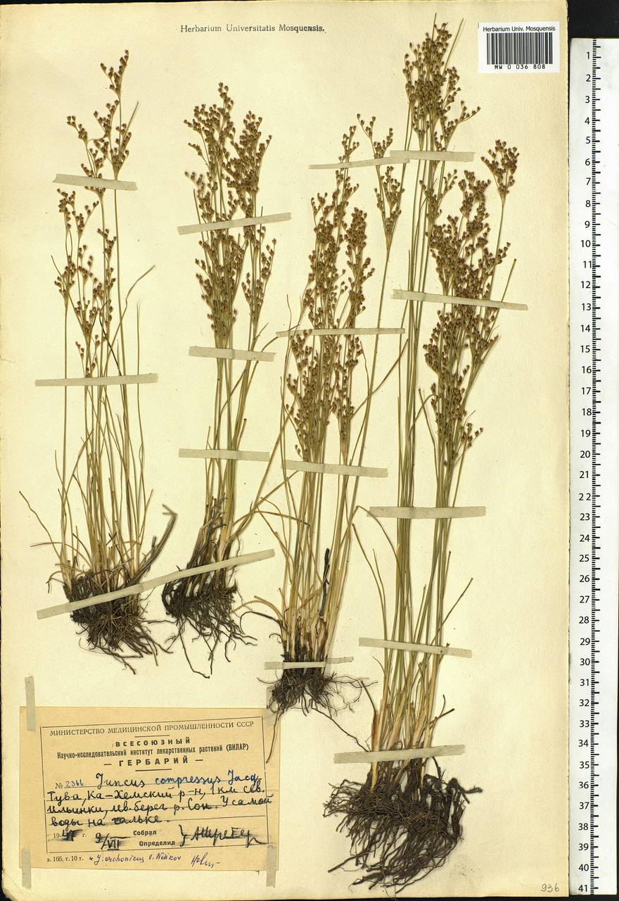 Juncus compressus Jacq., Siberia, Altai & Sayany Mountains (S2) (Russia)