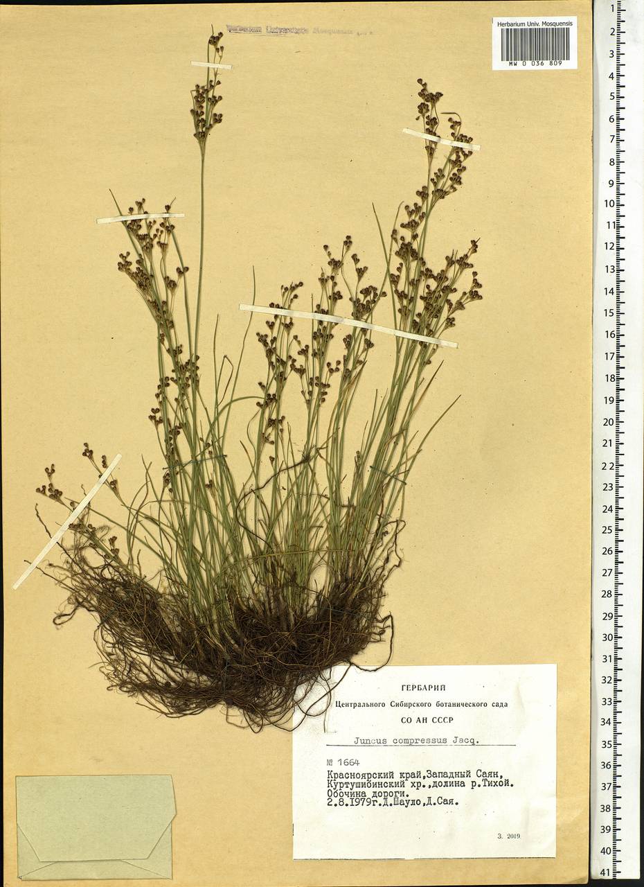 Juncus compressus Jacq., Siberia, Altai & Sayany Mountains (S2) (Russia)