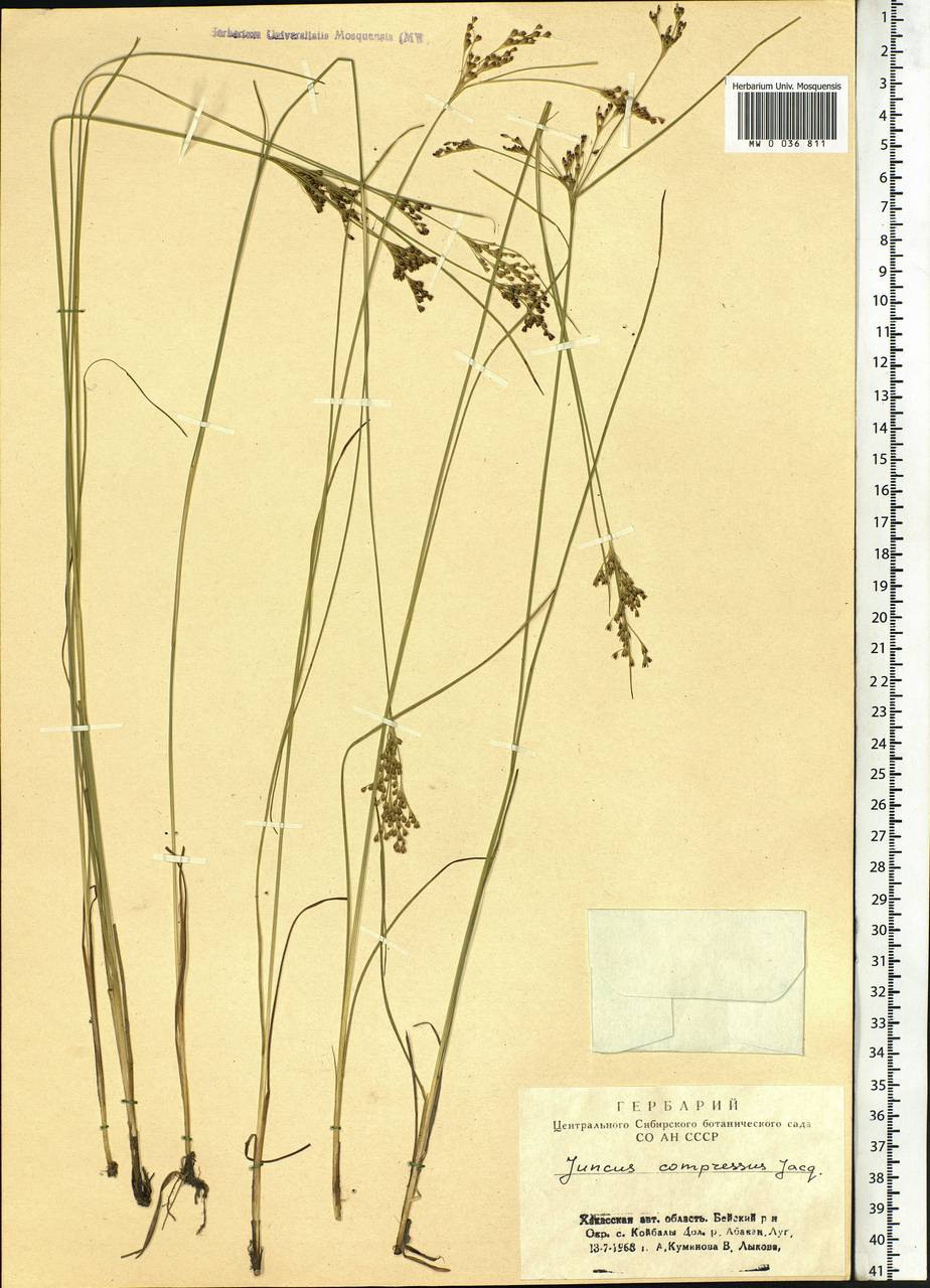 Juncus compressus Jacq., Siberia, Altai & Sayany Mountains (S2) (Russia)