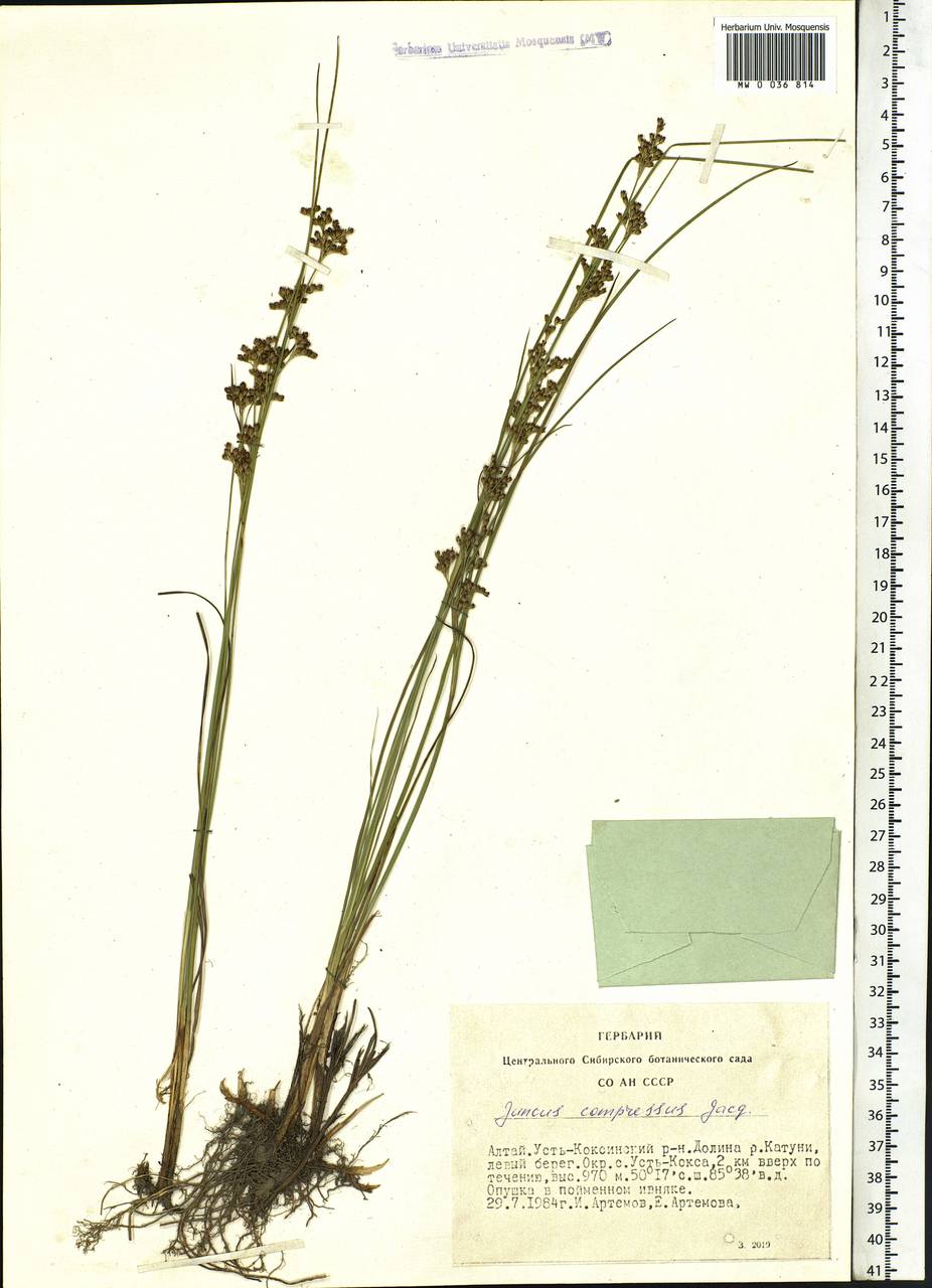 Juncus compressus Jacq., Siberia, Altai & Sayany Mountains (S2) (Russia)