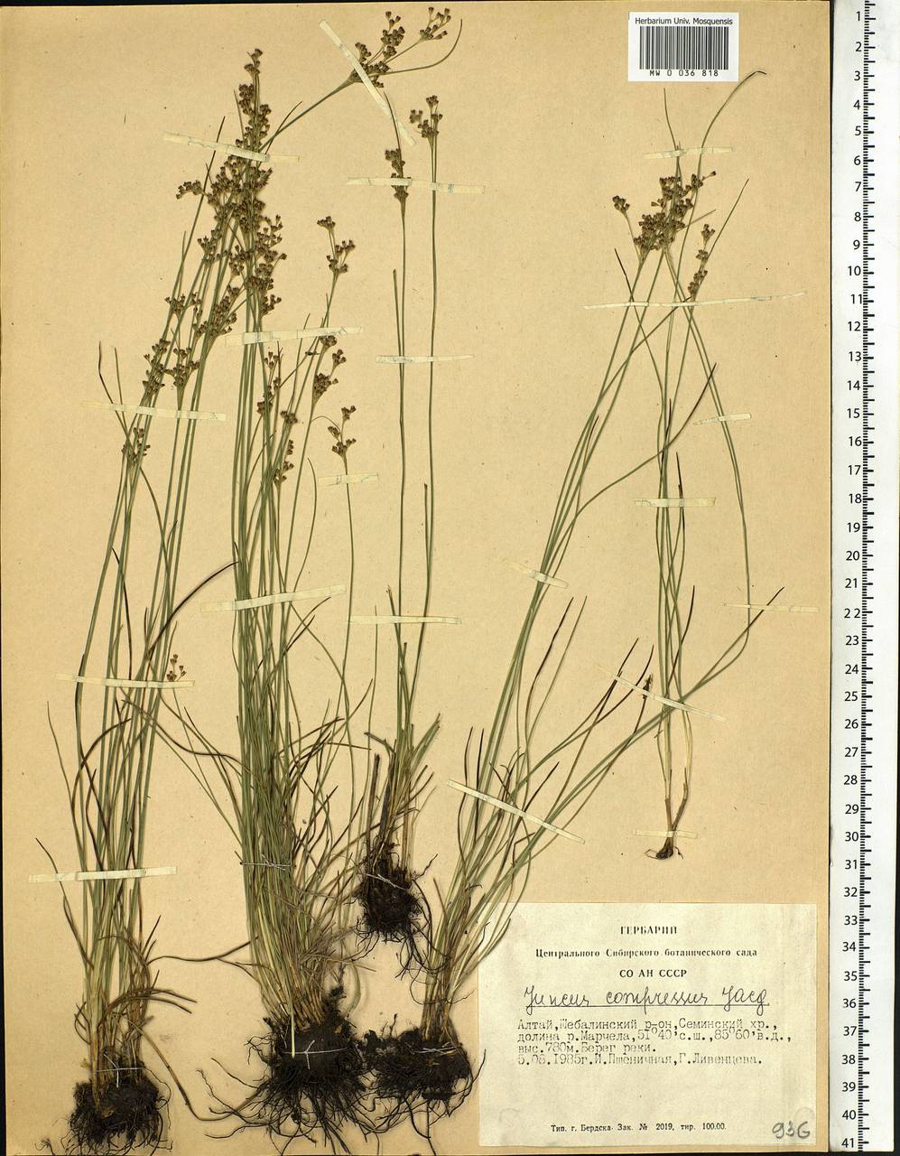 Juncus compressus Jacq., Siberia, Altai & Sayany Mountains (S2) (Russia)