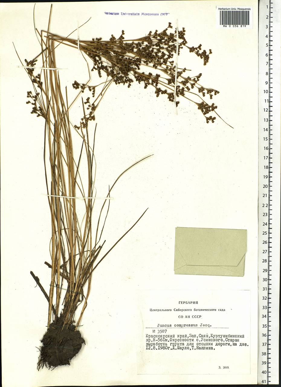 Juncus compressus Jacq., Siberia, Altai & Sayany Mountains (S2) (Russia)
