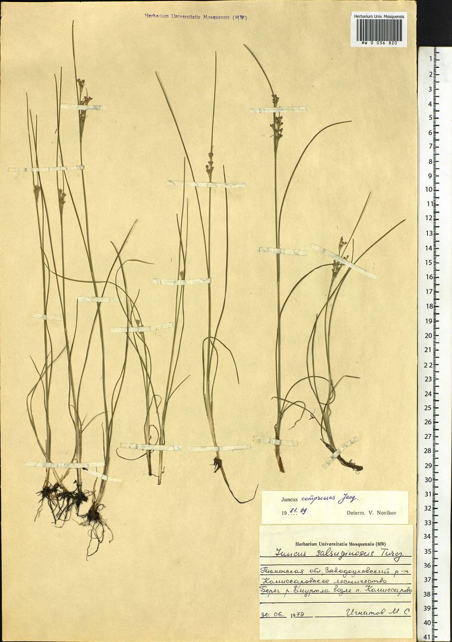 Juncus compressus Jacq., Siberia, Western Siberia (S1) (Russia)