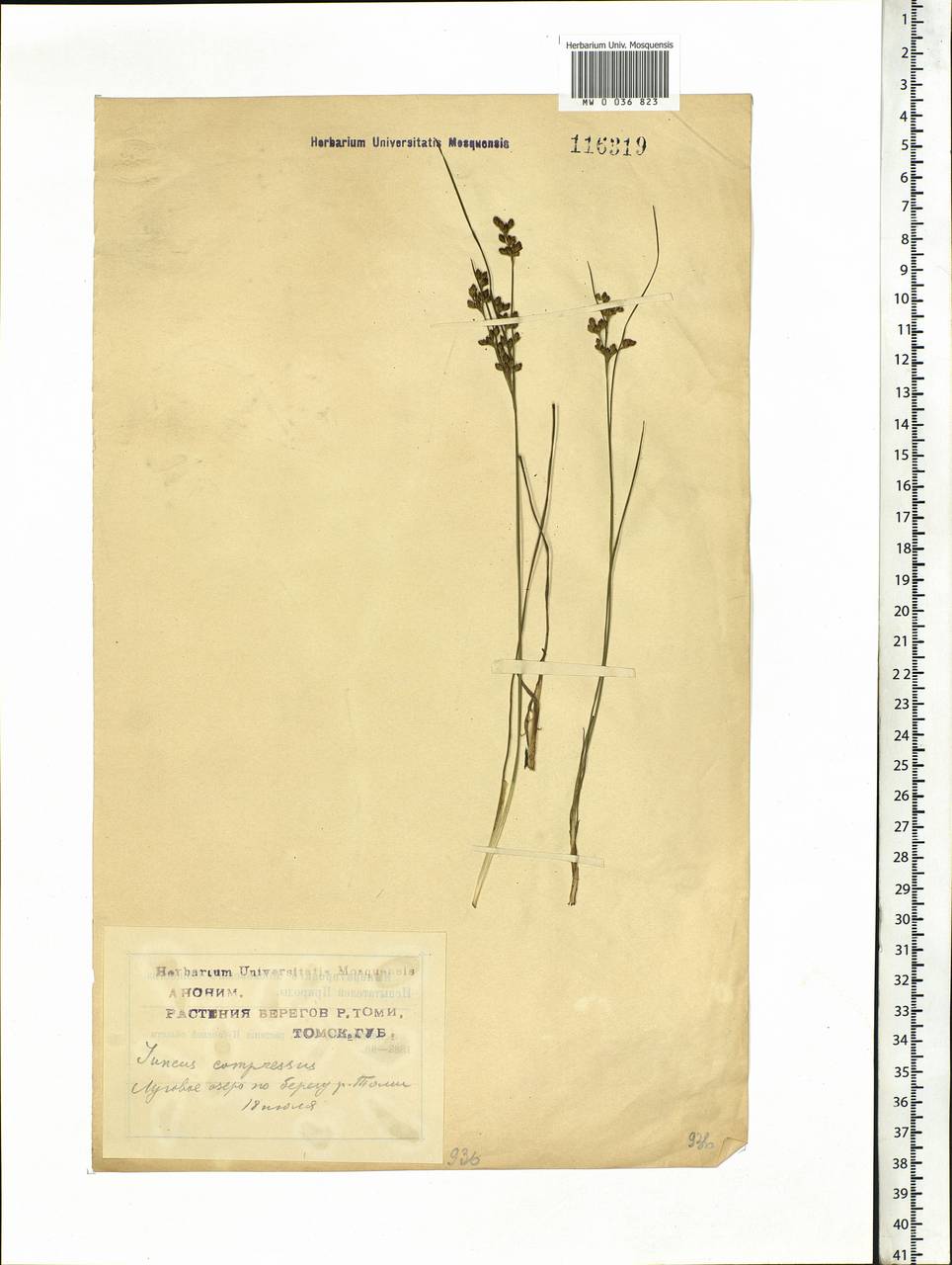Juncus compressus Jacq., Siberia, Western Siberia (S1) (Russia)