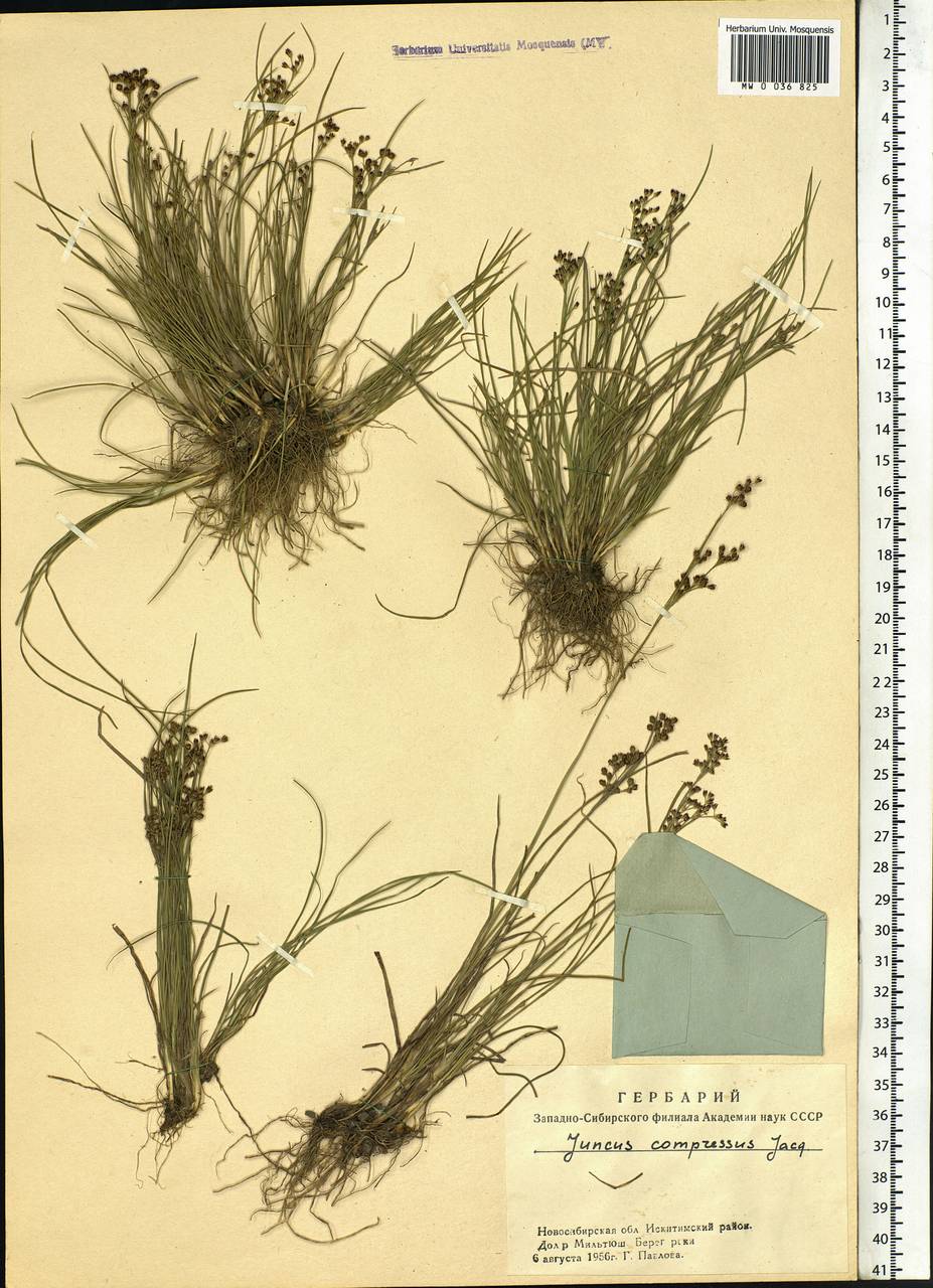 Juncus compressus Jacq., Siberia, Western Siberia (S1) (Russia)