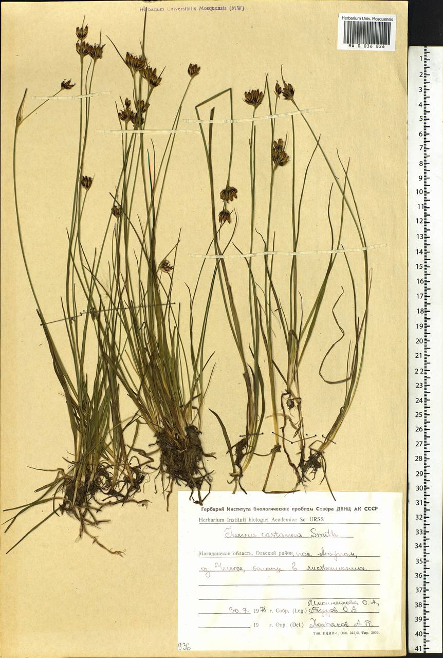 Juncus castaneus Sm., Siberia, Chukotka & Kamchatka (S7) (Russia)