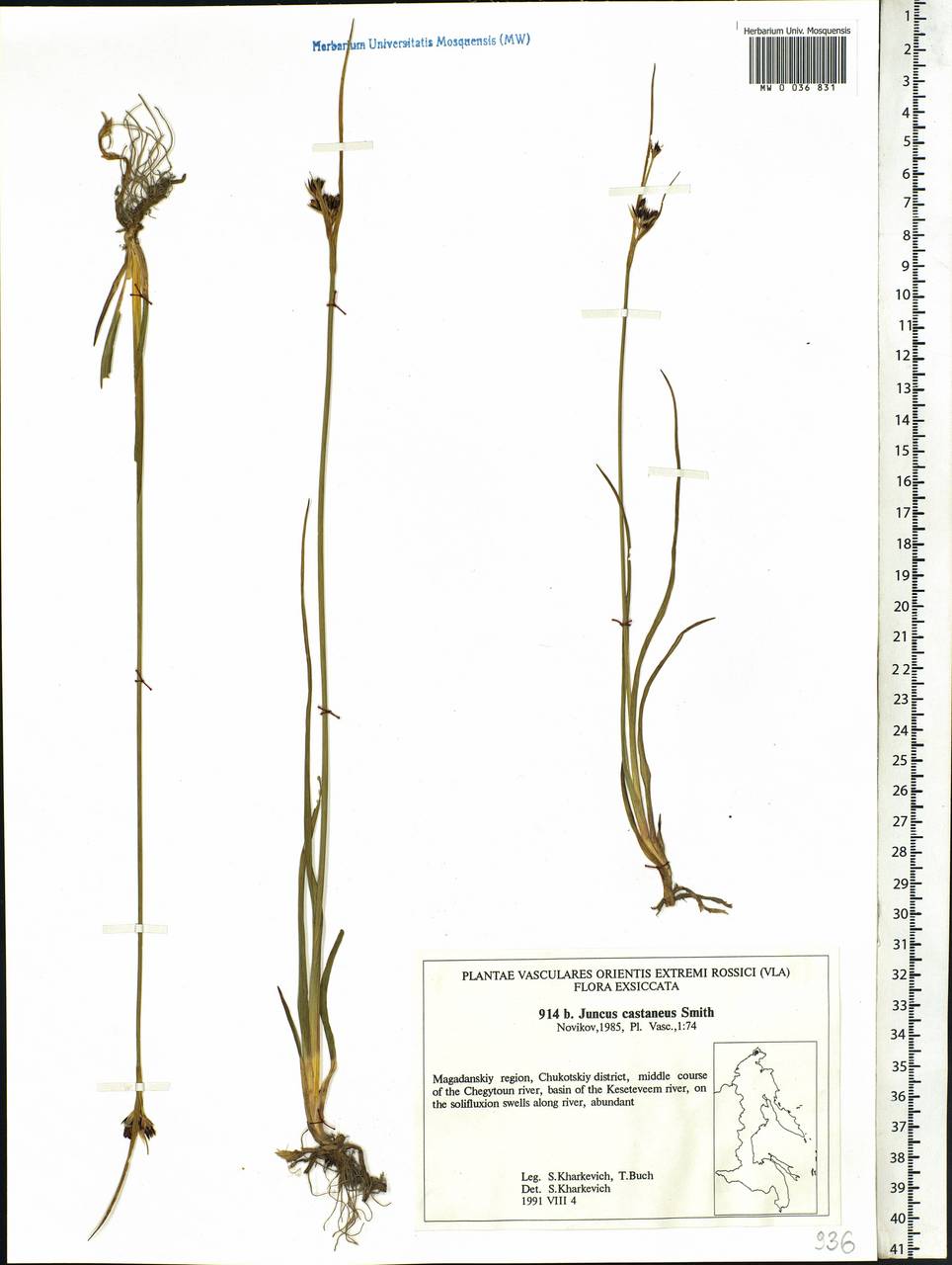 Juncus castaneus Sm., Siberia, Chukotka & Kamchatka (S7) (Russia)