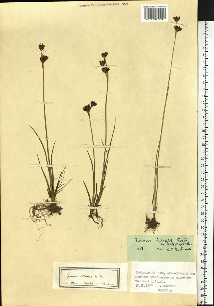 Juncus castaneus Sm., Siberia, Russian Far East (S6) (Russia)