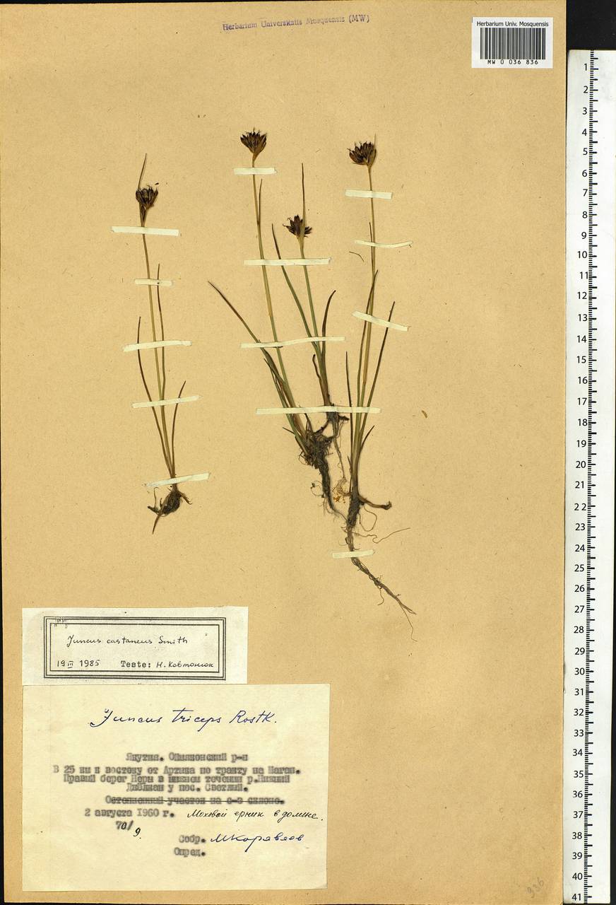 Juncus castaneus Sm., Siberia, Yakutia (S5) (Russia)