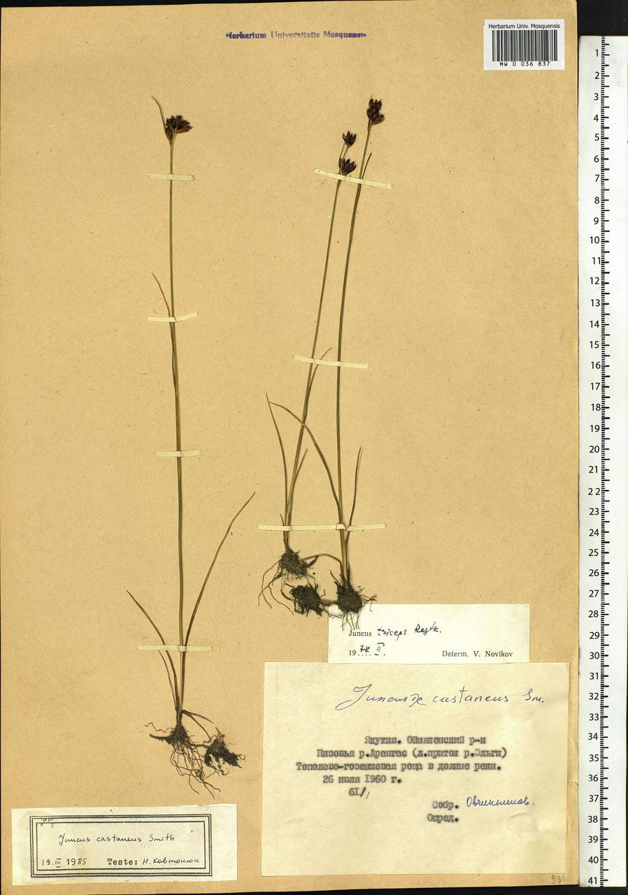 Juncus castaneus Sm., Siberia, Yakutia (S5) (Russia)