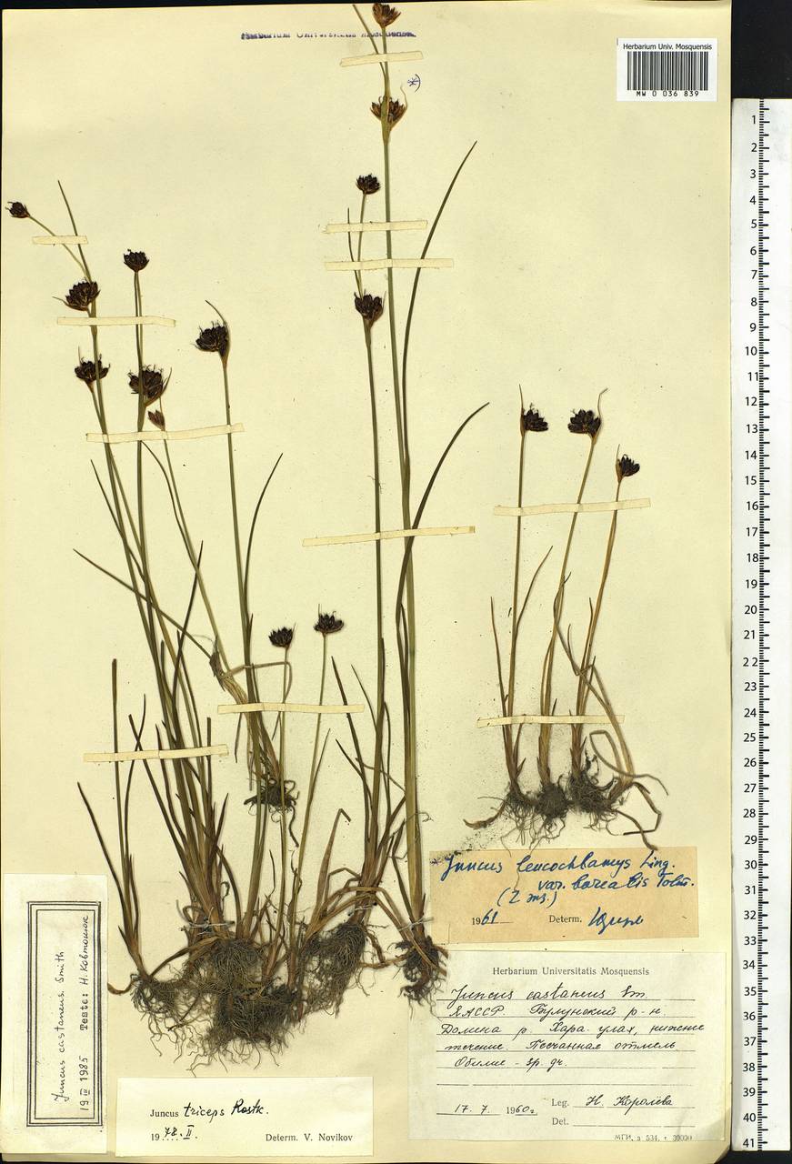 Juncus castaneus Sm., Siberia, Yakutia (S5) (Russia)