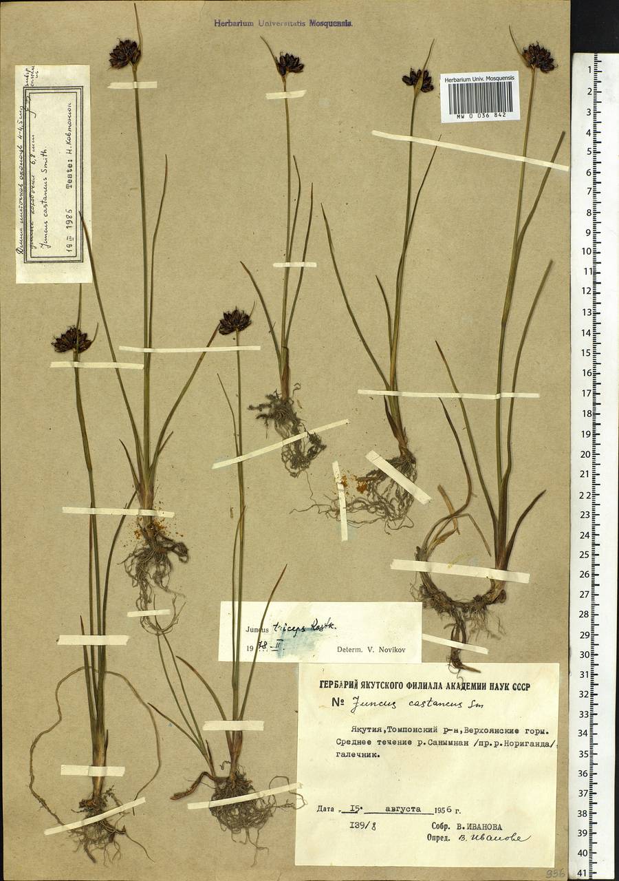 Juncus castaneus Sm., Siberia, Yakutia (S5) (Russia)