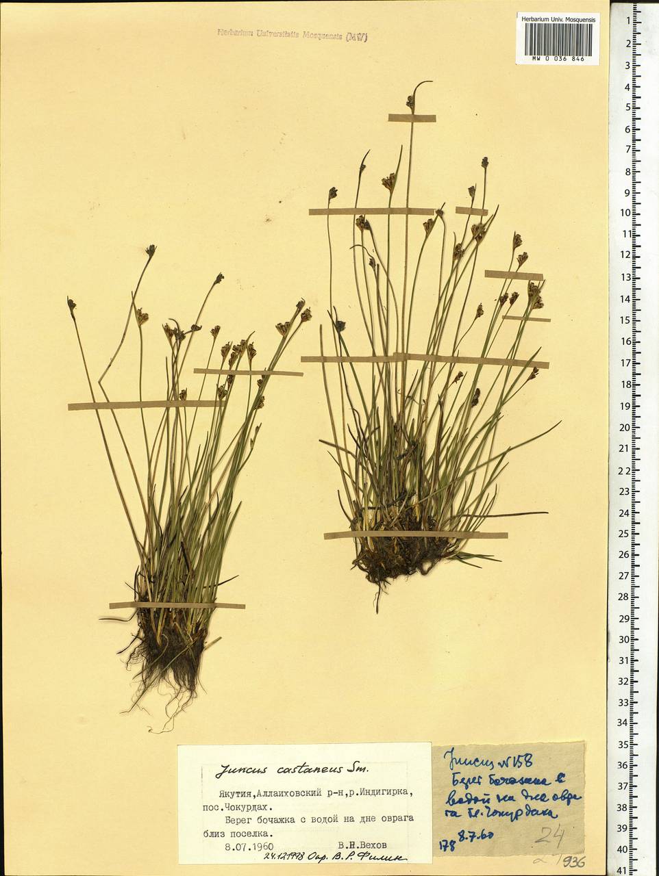 Juncus castaneus Sm., Siberia, Yakutia (S5) (Russia)