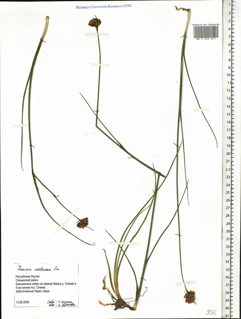 Juncus castaneus Sm., Siberia, Yakutia (S5) (Russia)