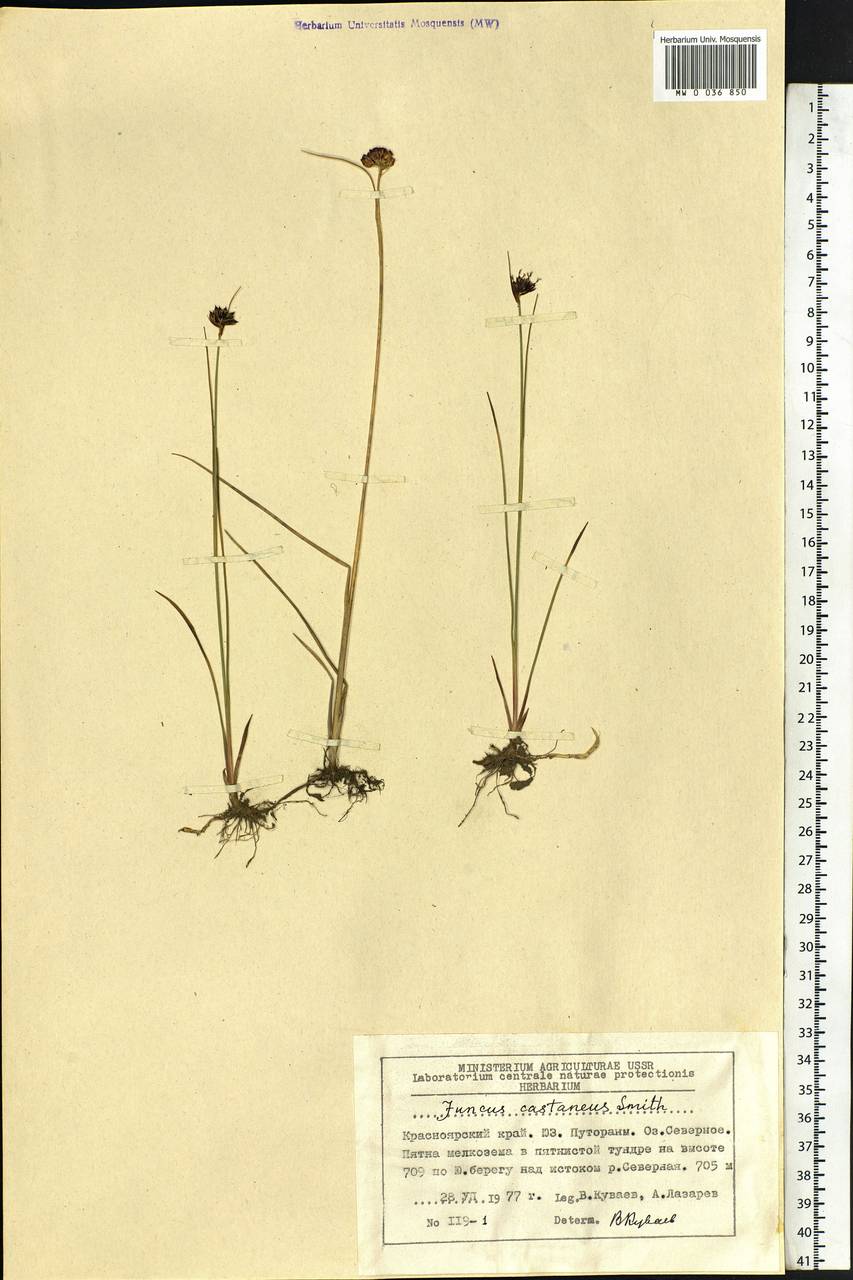 Juncus castaneus Sm., Siberia, Central Siberia (S3) (Russia)