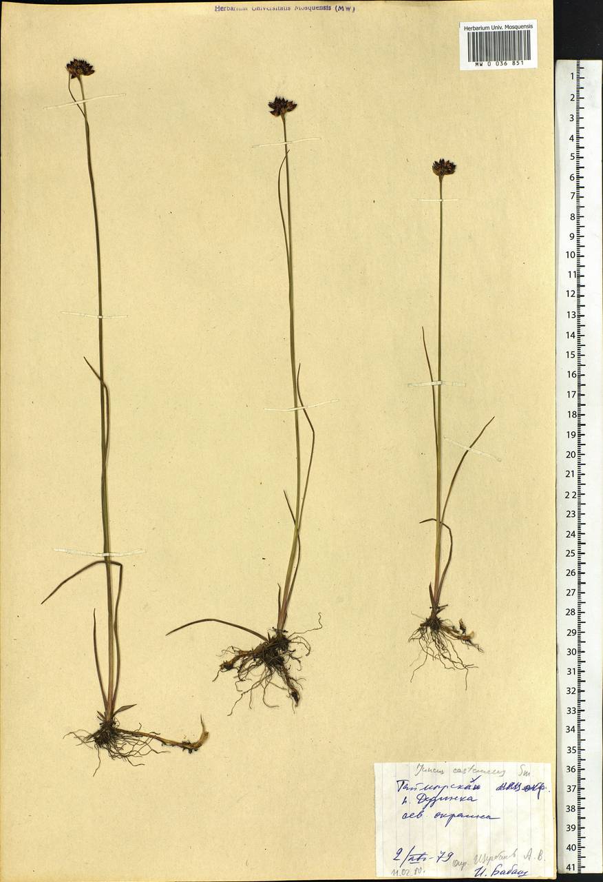 Juncus castaneus Sm., Siberia, Central Siberia (S3) (Russia)