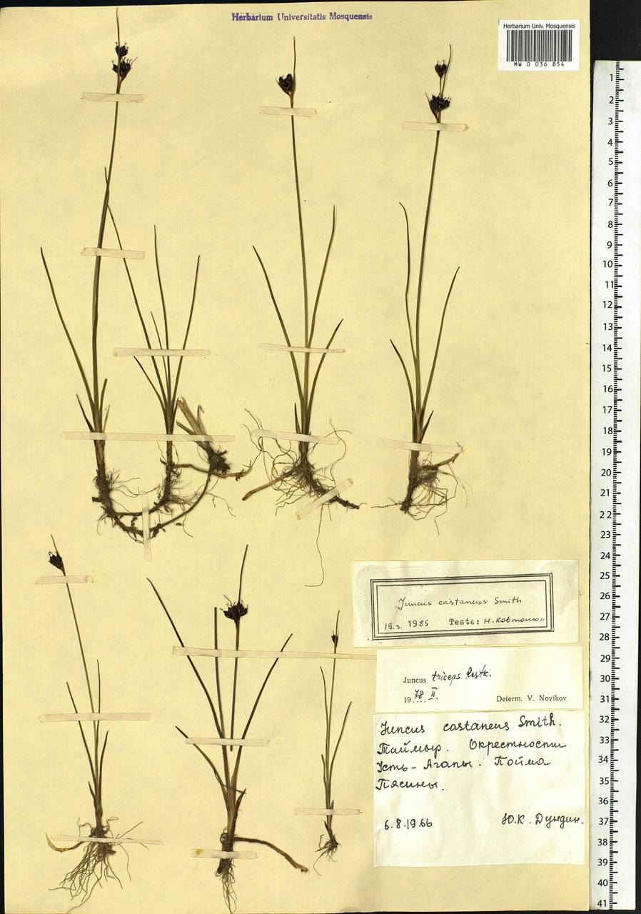 Juncus castaneus Sm., Siberia, Central Siberia (S3) (Russia)