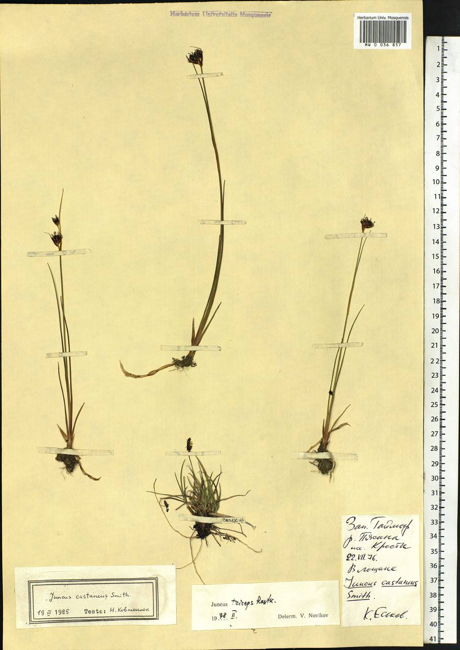 Juncus castaneus Sm., Siberia, Central Siberia (S3) (Russia)