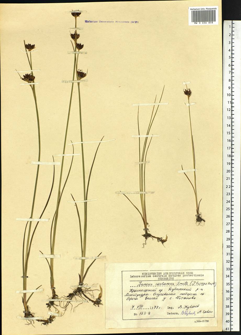 Juncus castaneus Sm., Siberia, Central Siberia (S3) (Russia)