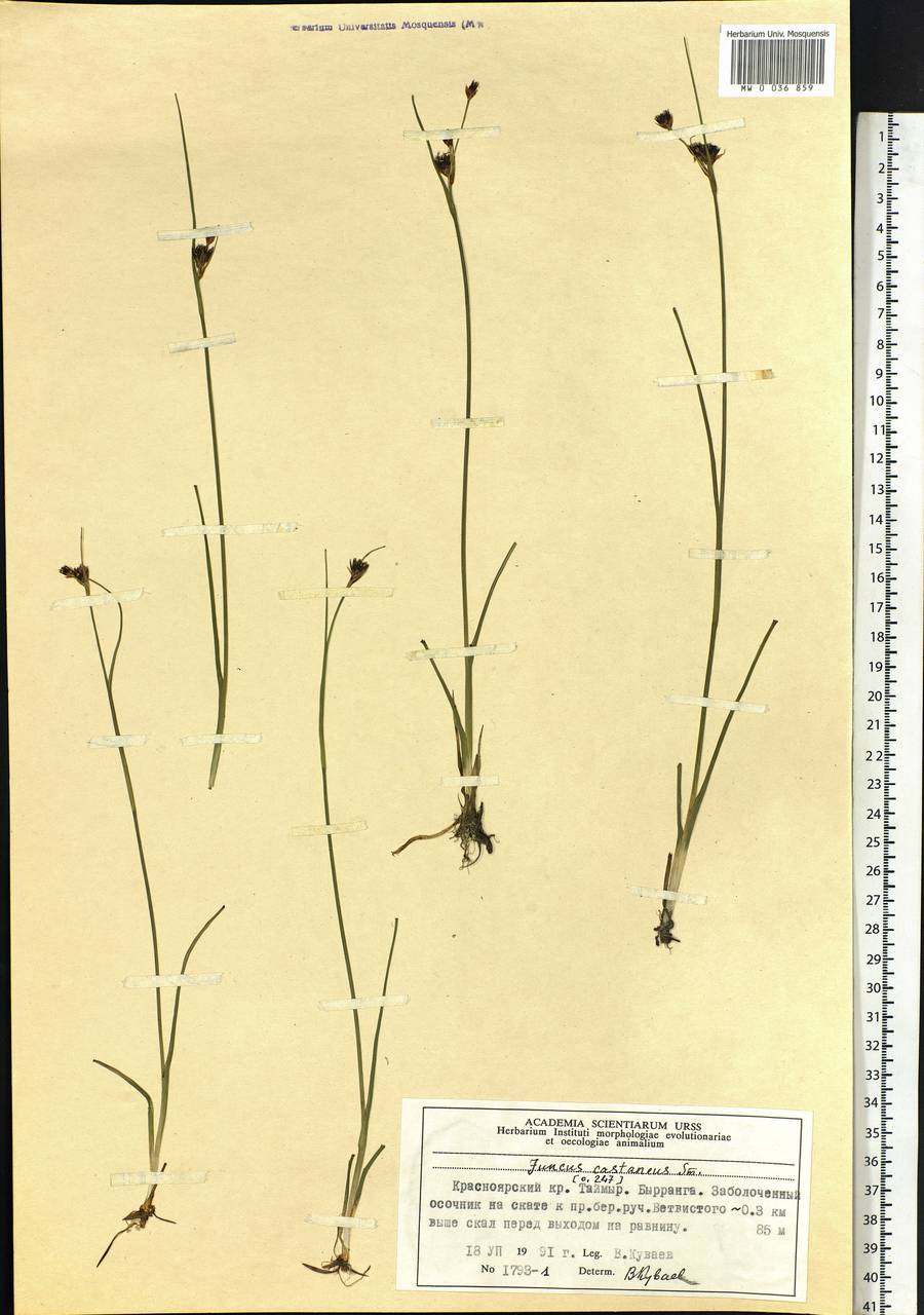 Juncus castaneus Sm., Siberia, Central Siberia (S3) (Russia)