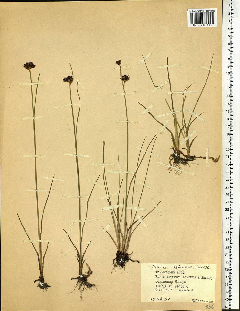 Juncus castaneus Sm., Siberia, Central Siberia (S3) (Russia)