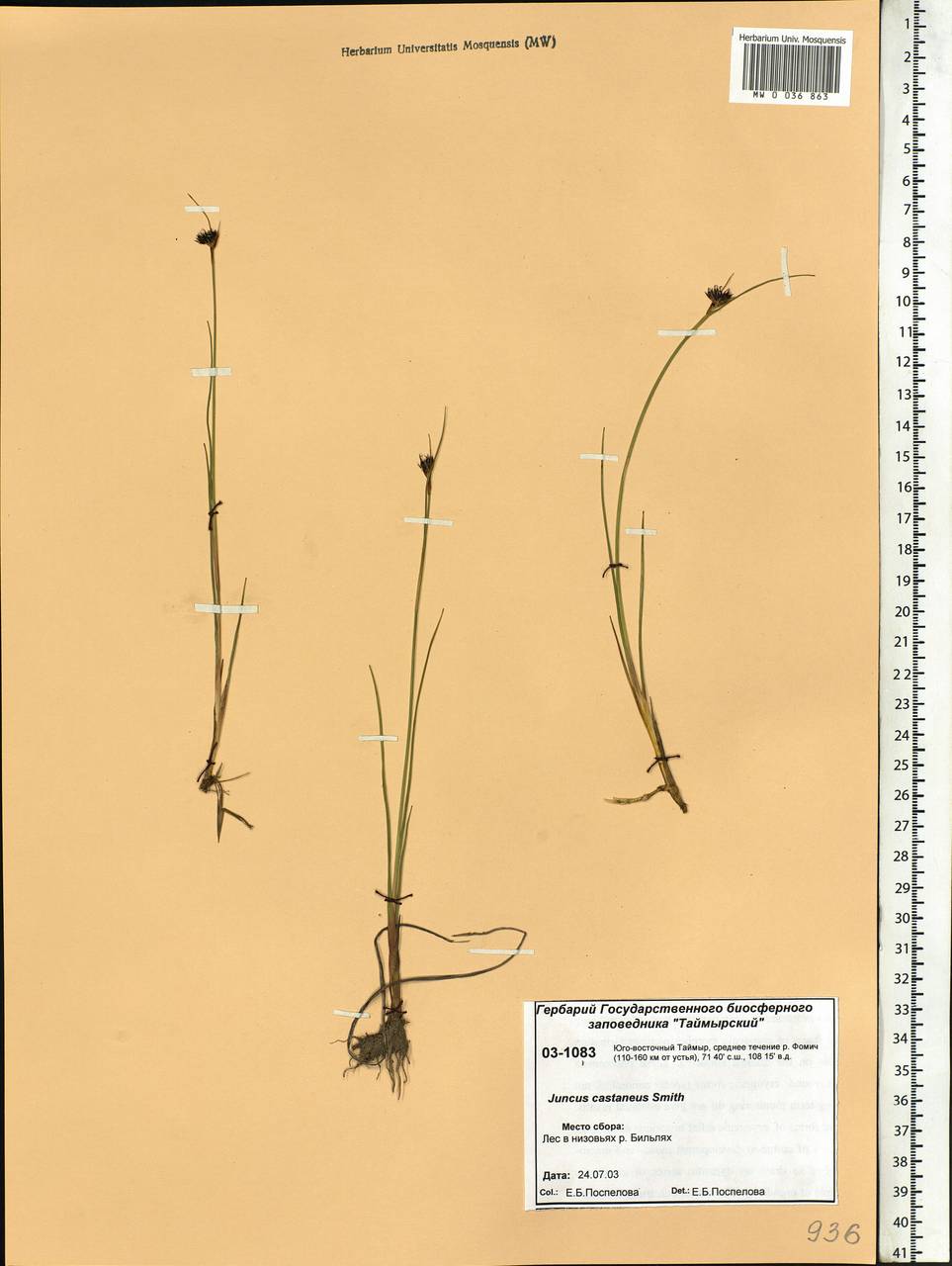 Juncus castaneus Sm., Siberia, Central Siberia (S3) (Russia)