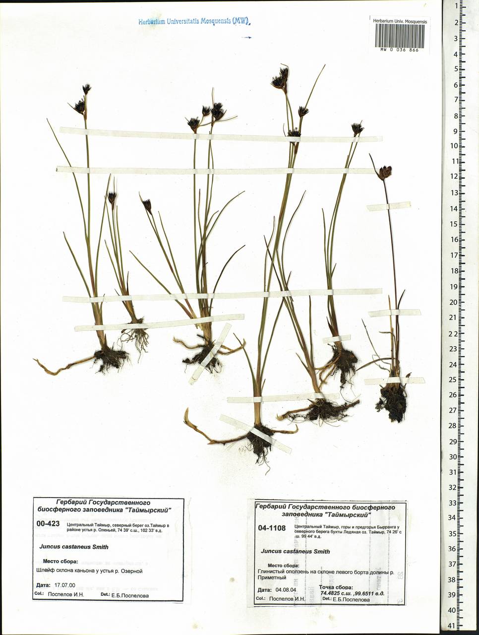 Juncus castaneus Sm., Siberia, Central Siberia (S3) (Russia)