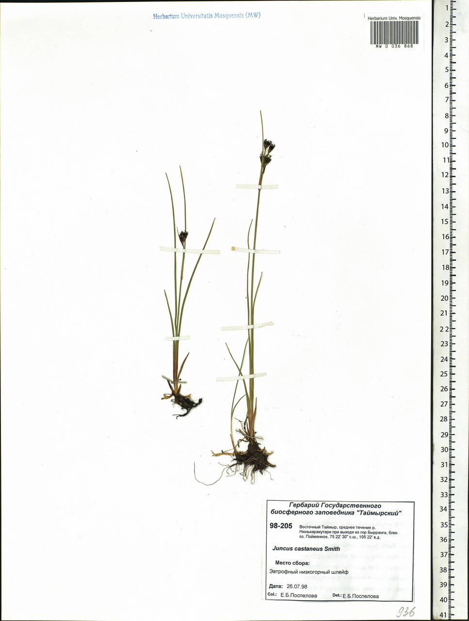 Juncus castaneus Sm., Siberia, Central Siberia (S3) (Russia)