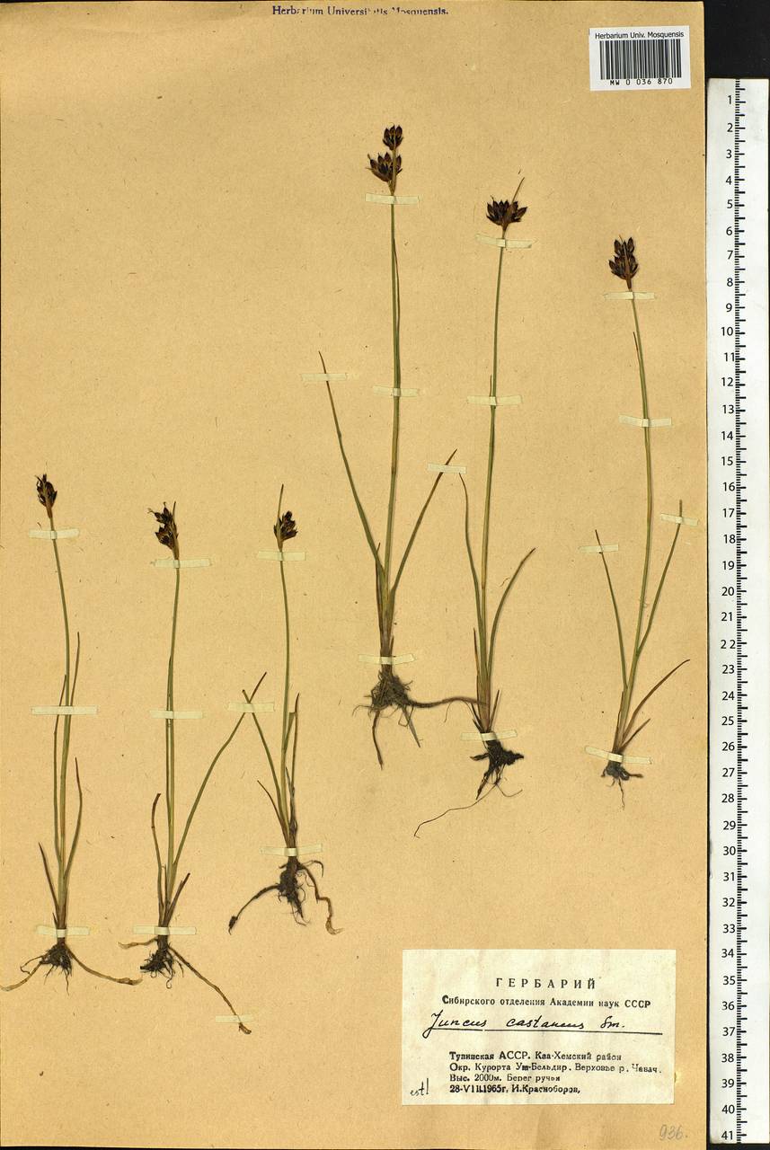 Juncus castaneus Sm., Siberia, Altai & Sayany Mountains (S2) (Russia)