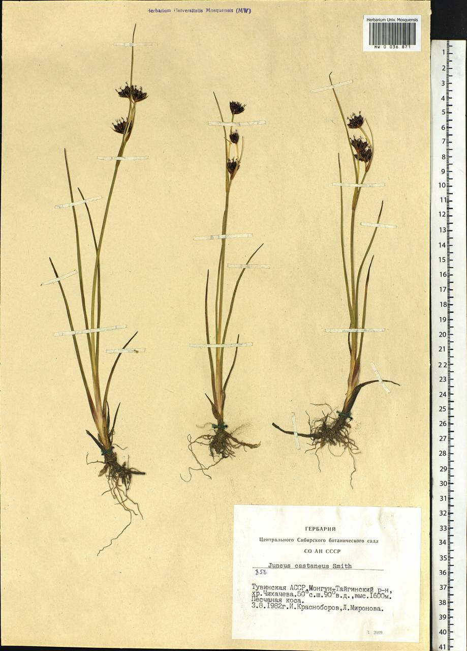 Juncus castaneus Sm., Siberia, Altai & Sayany Mountains (S2) (Russia)