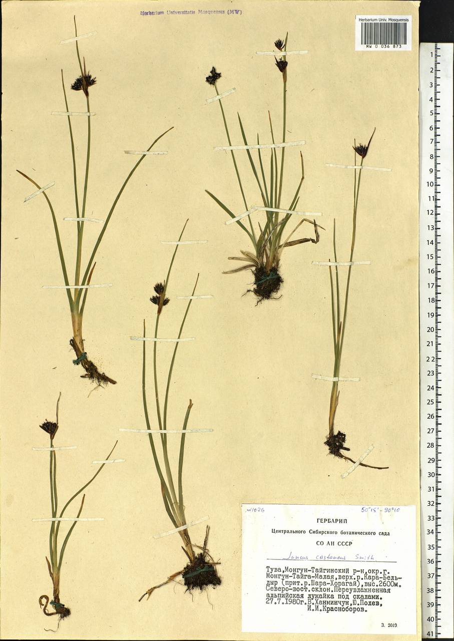 Juncus castaneus Sm., Siberia, Altai & Sayany Mountains (S2) (Russia)