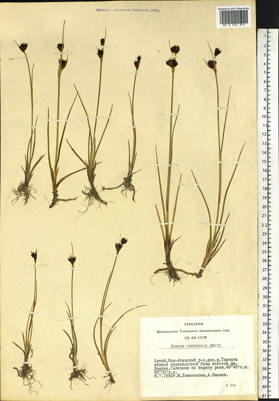 Juncus castaneus Sm., Siberia, Altai & Sayany Mountains (S2) (Russia)
