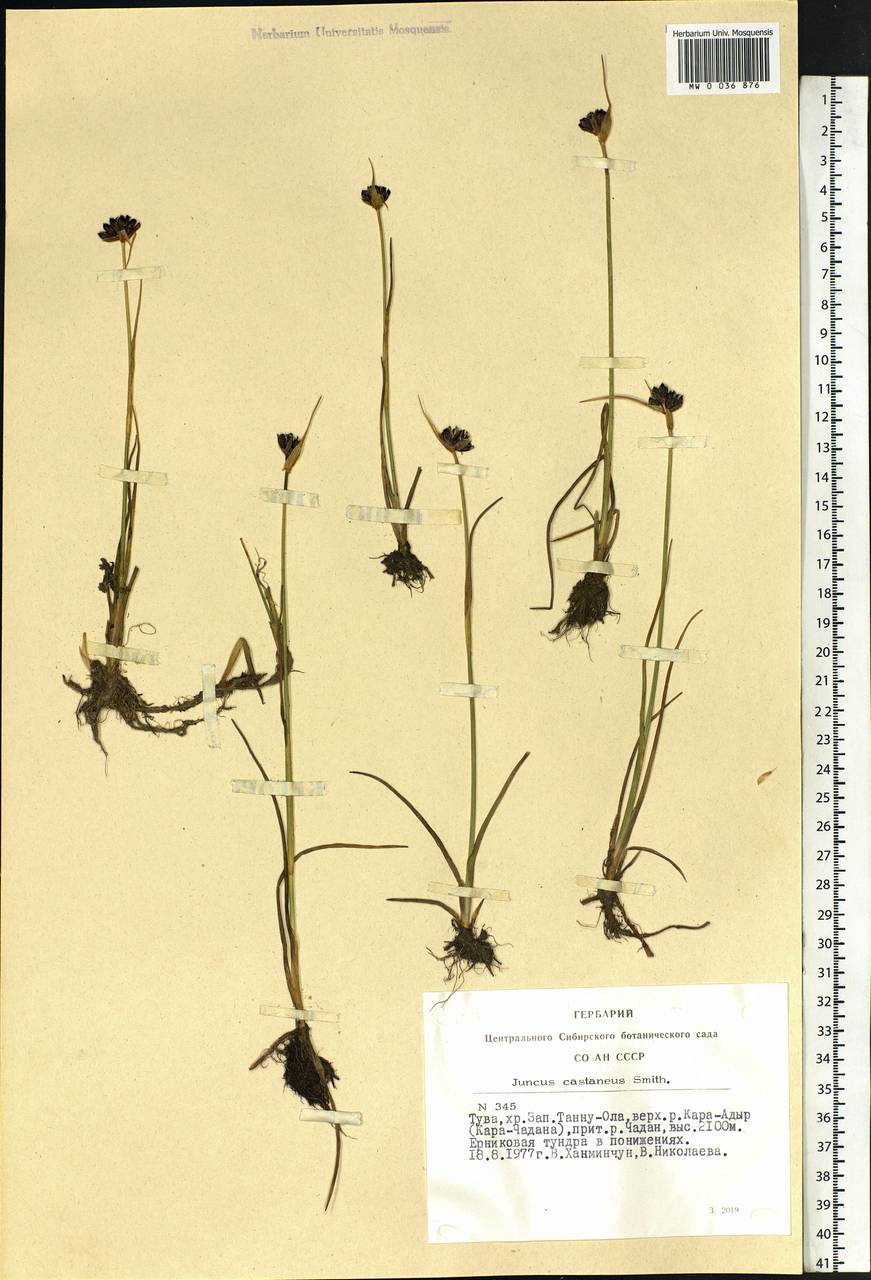 Juncus castaneus Sm., Siberia, Altai & Sayany Mountains (S2) (Russia)