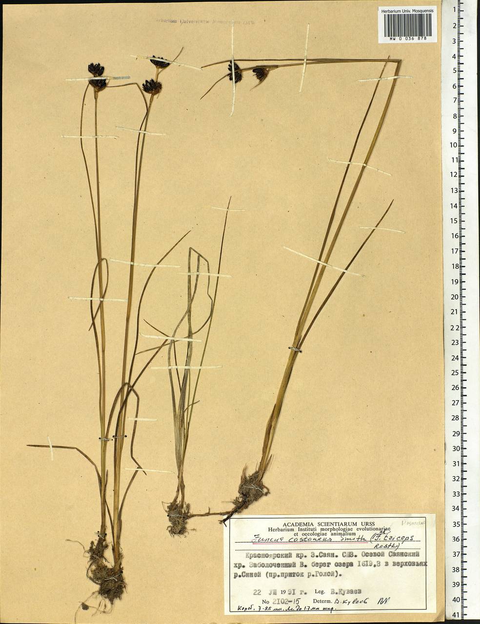 Juncus castaneus Sm., Siberia, Altai & Sayany Mountains (S2) (Russia)