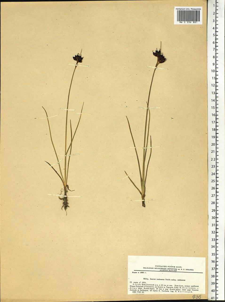 Juncus castaneus Sm., Siberia, Altai & Sayany Mountains (S2) (Russia)