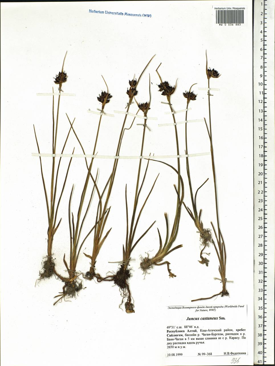 Juncus castaneus Sm., Siberia, Altai & Sayany Mountains (S2) (Russia)