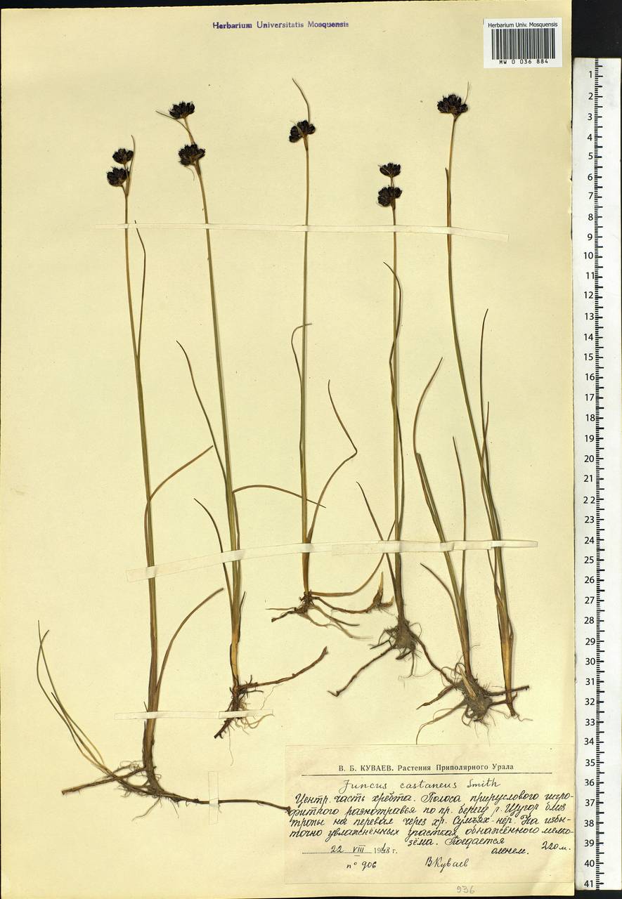 Juncus castaneus Sm., Eastern Europe, Northern region (E1) (Russia)