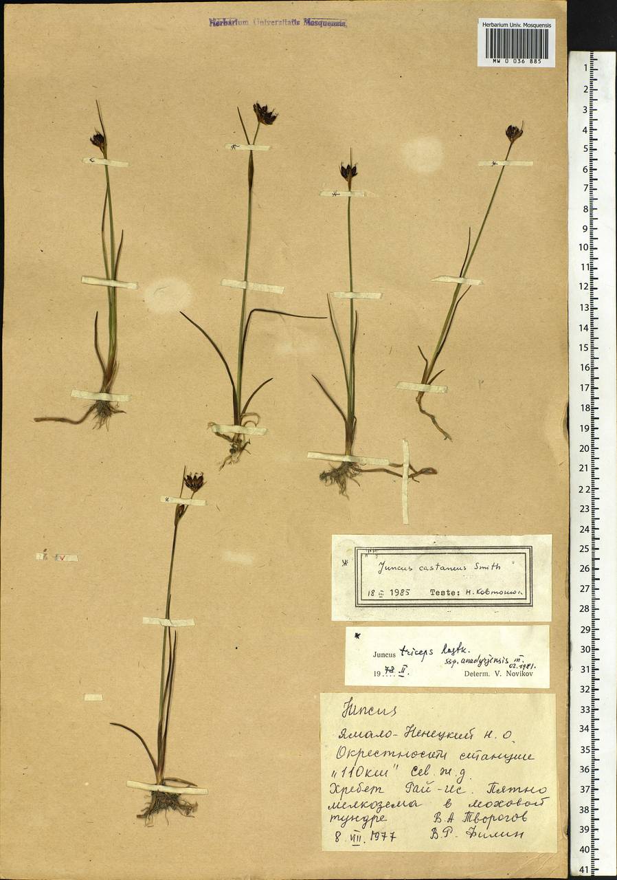 Juncus castaneus Sm., Siberia, Western Siberia (S1) (Russia)